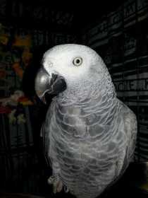 Found African Grey