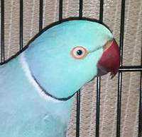 Found Indian Ringneck Parakeet