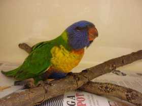 Found Lory / Lorikeet