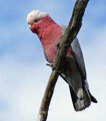 Found Cockatoo