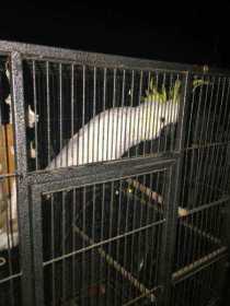 Found Cockatoo