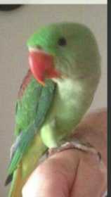 Found Alexandrine