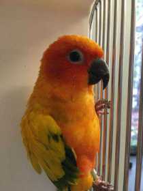 Found Conure