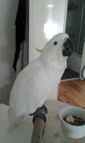 Found Cockatoo