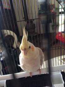 Found Cockatiel