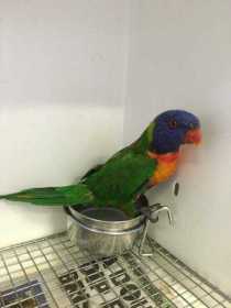 Found Lory / Lorikeet