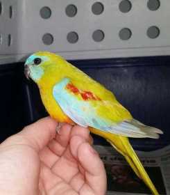 Found Turquoise / Turk