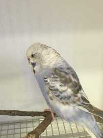 Found Budgerigar