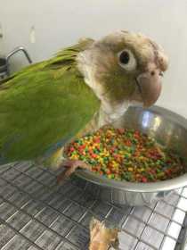 Found Conure