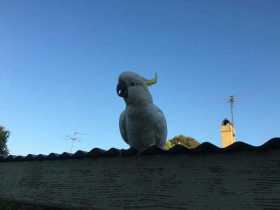 Found Cockatoo