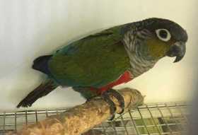 Found Conure