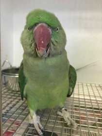 Found Alexandrine