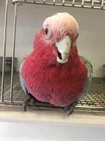 Found Galah Cockatoo