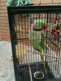 Found Alexandrine