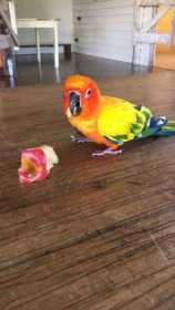 Found Conure