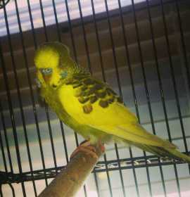 Found Budgerigar