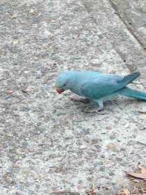 Found Indian Ringneck Parakeet