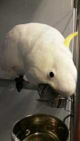 Found Cockatoo