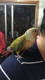 Found Conure