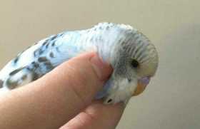 Found Budgerigar