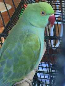 Found Indian Ringneck Parakeet