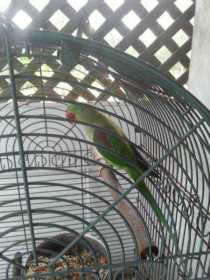 Found Alexandrine