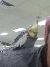 Found Cockatiel
