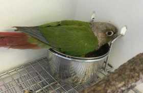 Found Conure