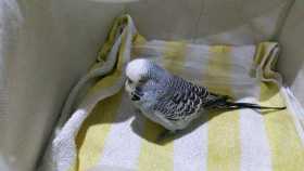 Found Budgerigar