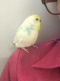 Found Budgerigar