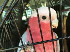 Found Galah Cockatoo