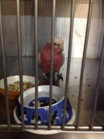 Found Galah Cockatoo