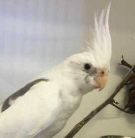 Found Cockatiel