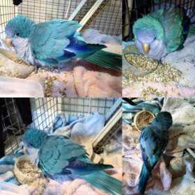 Found Quaker Parrot / Bird Oshawa, Ontario, ON, Canada - F24492