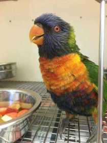 Found Lory / Lorikeet