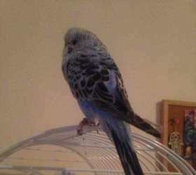 Found Budgerigar