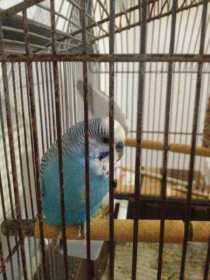 Found Budgerigar