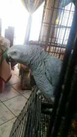 Found African Grey