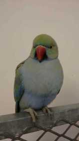 Found Indian Ringneck Parakeet