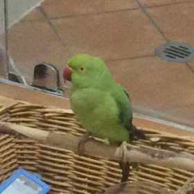 Found Indian Ringneck Parakeet