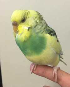 Found Budgerigar