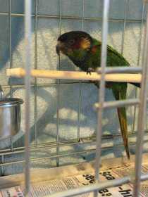 Found Conure