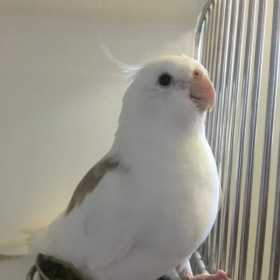 Found Cockatiel