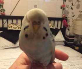 Found Budgerigar