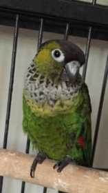 Found Conure