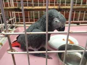 Found African Grey