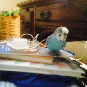 Found Parakeet