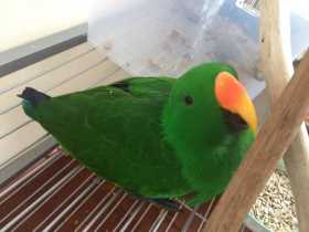 Found Eclectus