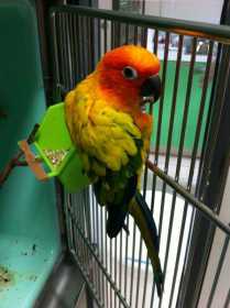 Found Conure