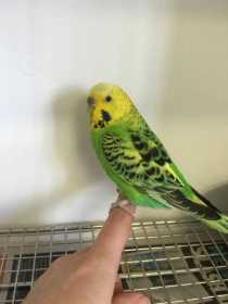 Found Budgerigar